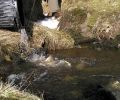 Stocking Muirhead reservoir 2010